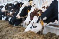 Managing Milk Fat: Identifying and Mitigating Depression Risks in Dairy Cows
